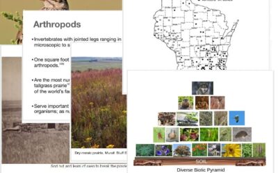 Free Prairie Curriculum Ready for Use