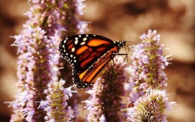 Milkweed for Monarchs ’19
