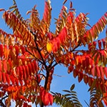 sumac turning red in fall