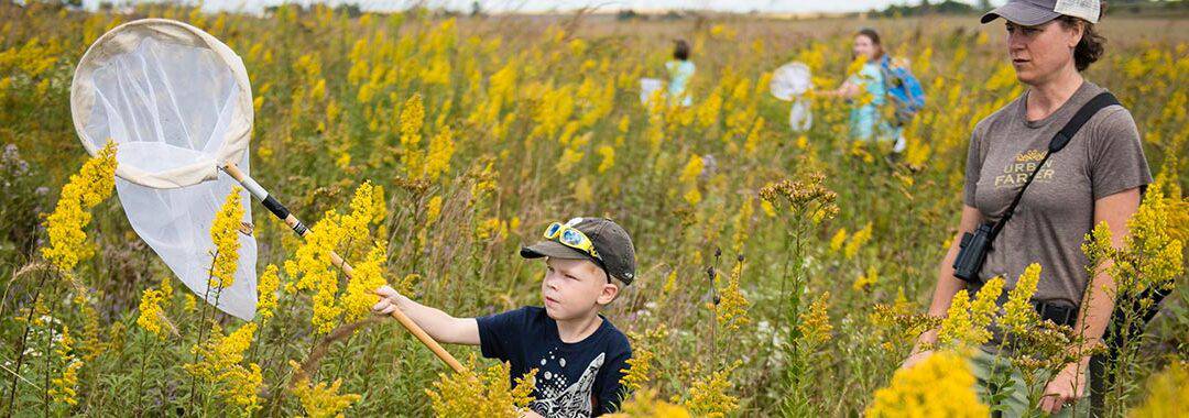 PRAIRIE SANDS: COLLECT SEED HEAD WEEVILS