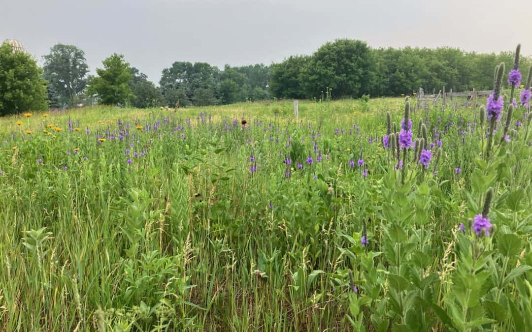 ST CROIX VALLEY: PRAIRIE TOUR