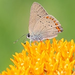 hairstreak butterfly on butterfly milkweed