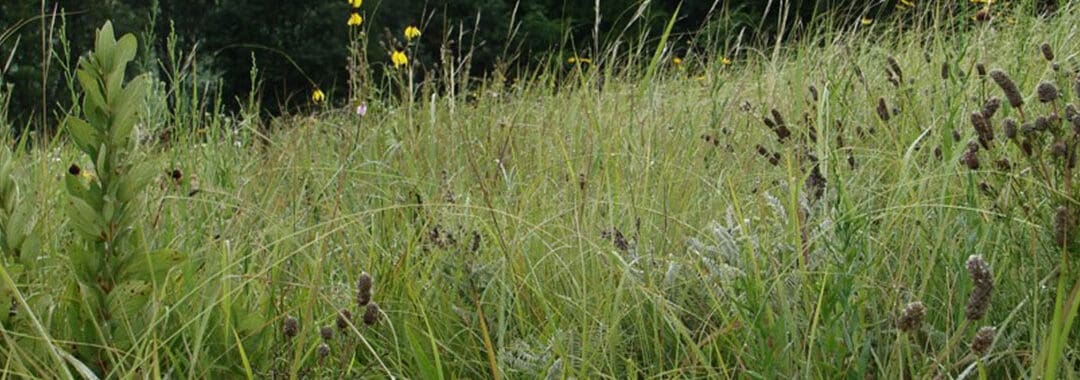 Change & Persistence Among Prairie Grasses