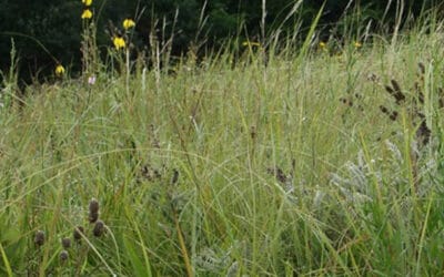 Change & Persistence Among Prairie Grasses