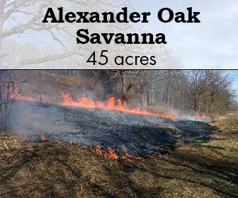 Alexander Oak Savanna