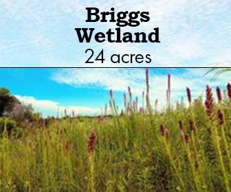 Briggs Wetland