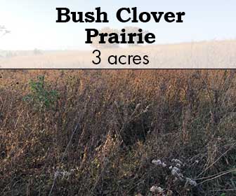 Bush Clover Prairie