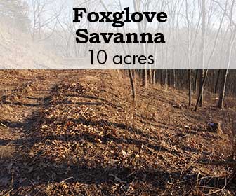 Foxglove Savanna