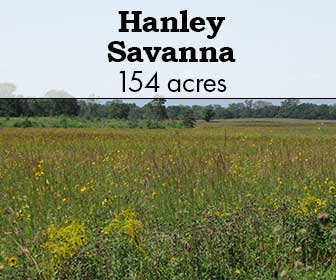 Hanley Savanna