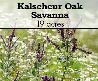 Kalscheur Oak Savanna