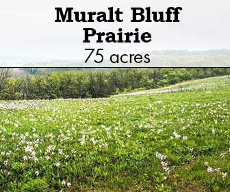 Muralt Bluff Prairie