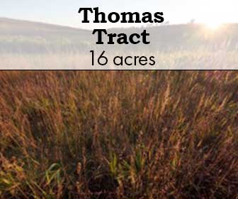 Thomas Tract