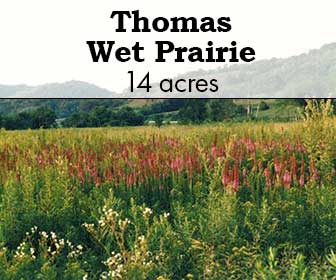 Thomas Wet Prairie