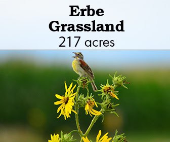 Erbe Grassland