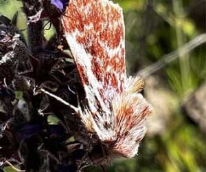 Leadplant-Flower-Moth—thumnail-PC-Chistopher-Smith