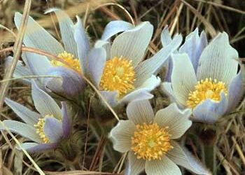 Blue Sky Botany – April