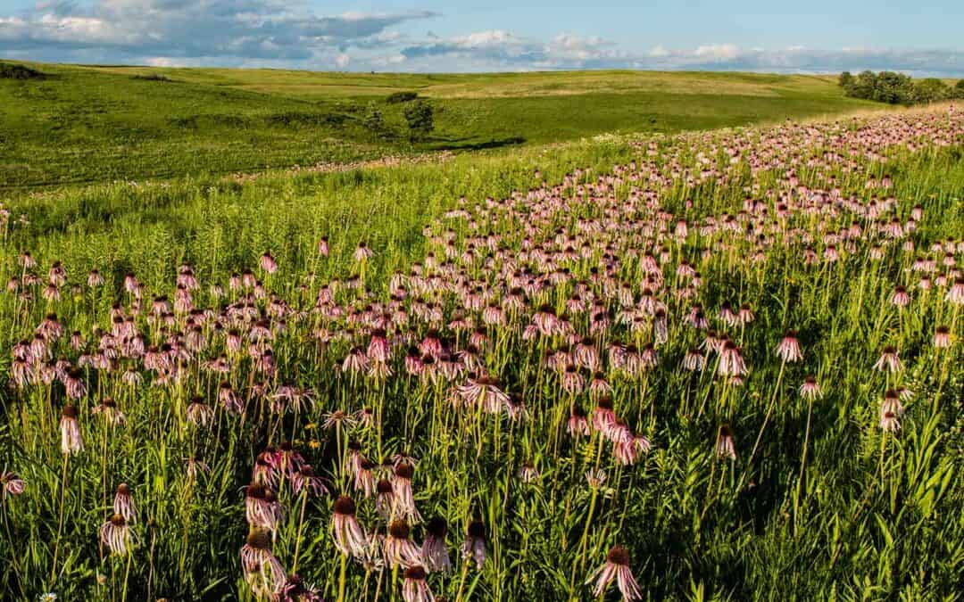 EMPIRE-SAUK: INTRODUCTION TO PRAIRIE PLANTS AND THEIR ECOLOGY WORKSHOP