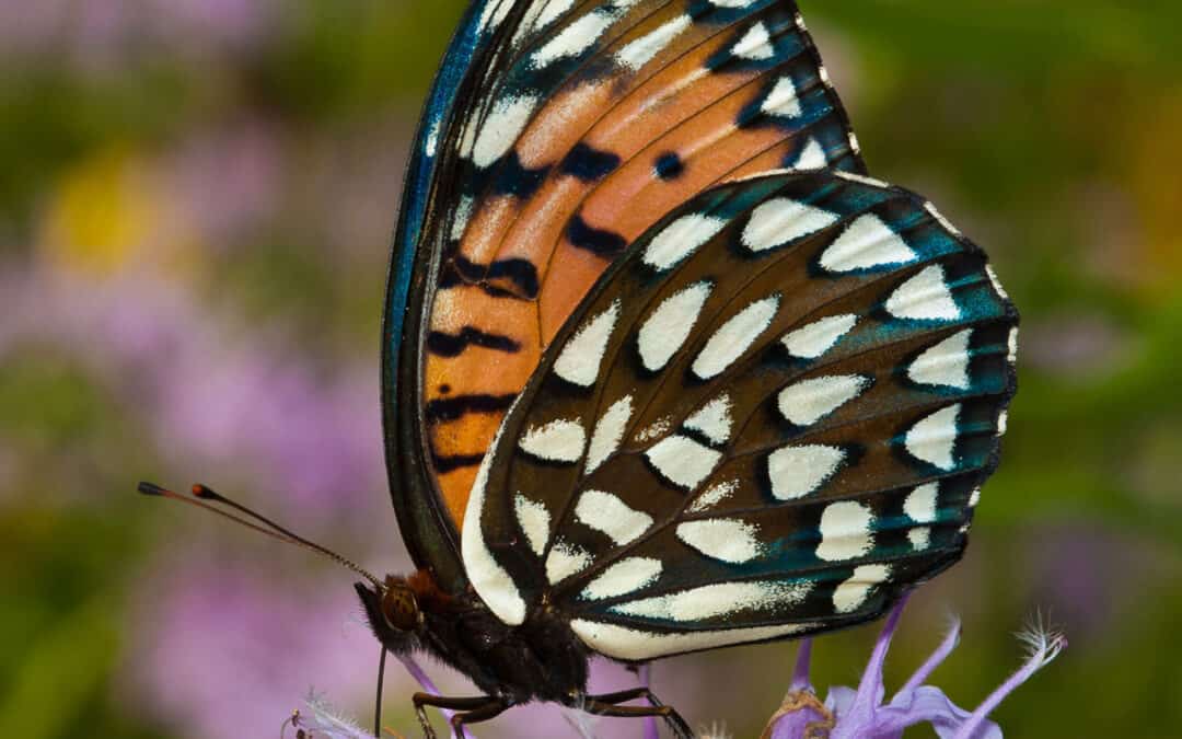 EMPIRE-SAUK: BUTTERFLIES AND FLOWERS OF PLEASANT VALLEY