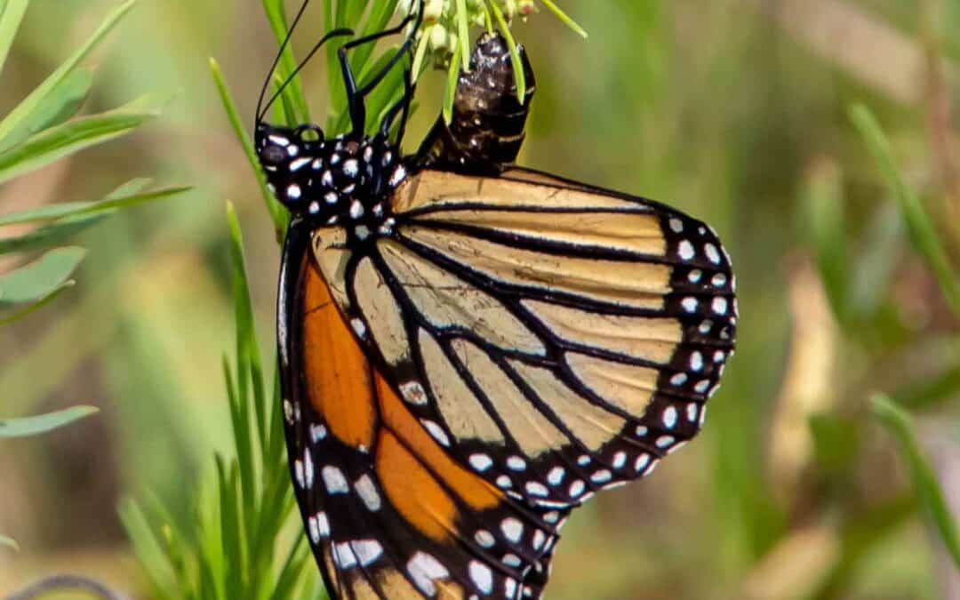 EMPIRE-SAUK: SCHURCH-THOMSON PRAIRIE HIKE