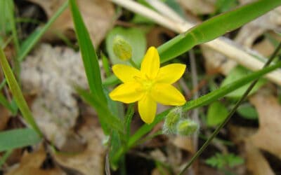 Assessing Ecological Integrity: An Example from Grazed and Ungrazed Nachusa Old-Growth Prairie