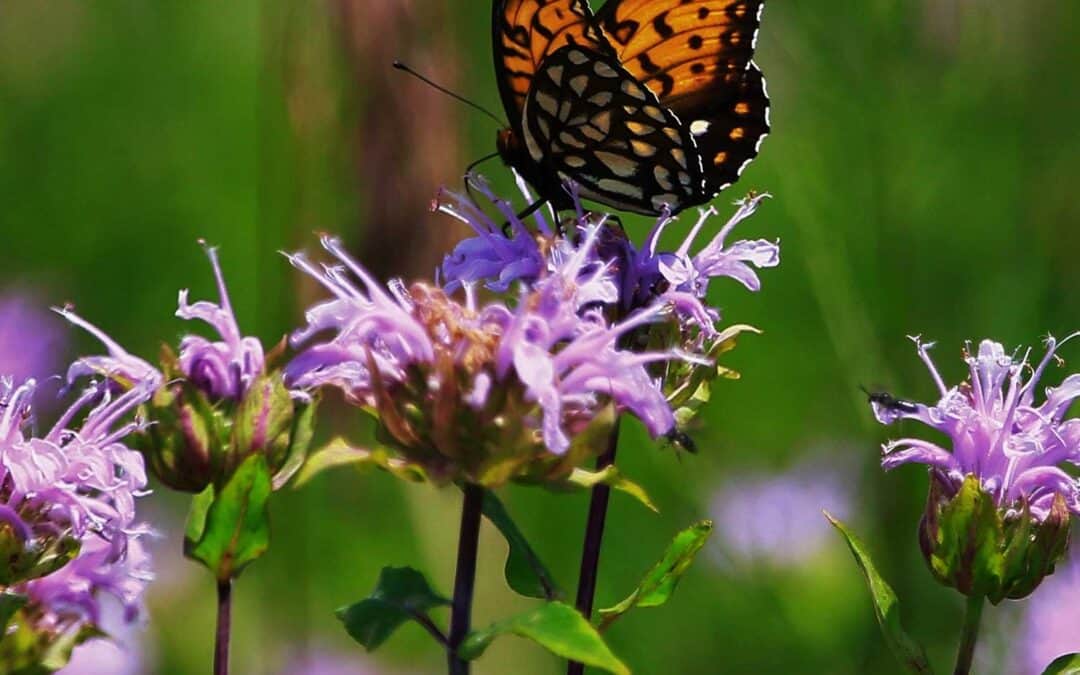 EMPIRE-SAUK: PLANTING PRAIRIE VIOLET ROOTS AT SCHURCH-THOMSON PRAIRIE