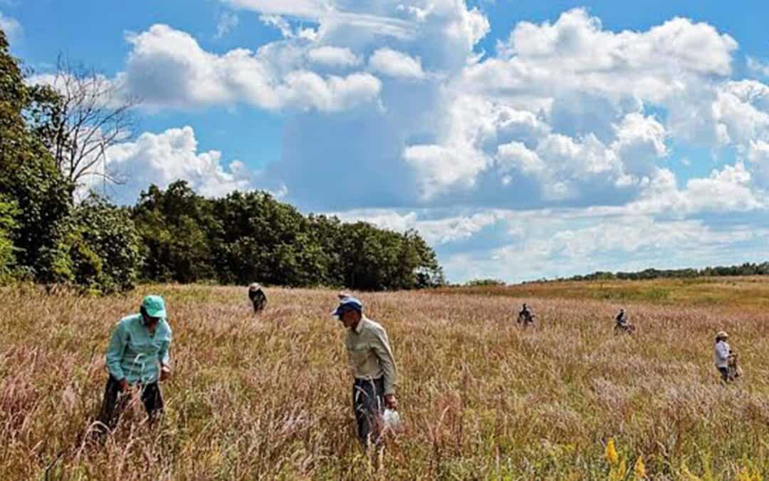 SUNRISE AND FRANCONIA SCULPTURE PARK: NATIVE FLOWER AND GRASS SEED COLLECTION
