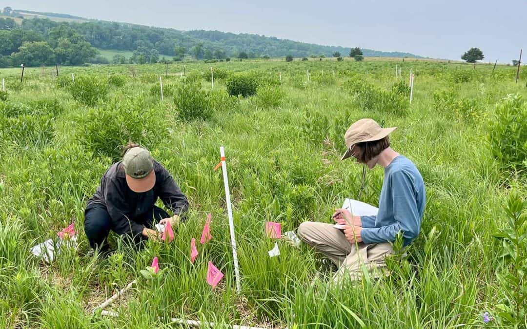 Student Researchers and Local Stewards Team Up to Study How Management Shapes Restored Prairies Under Changing Winters
