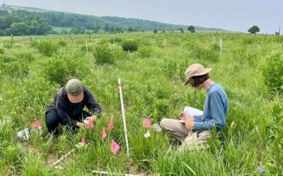 Student Researchers and Local Stewards Team Up to Study How Management Shapes Restored Prairies Under Changing Winters