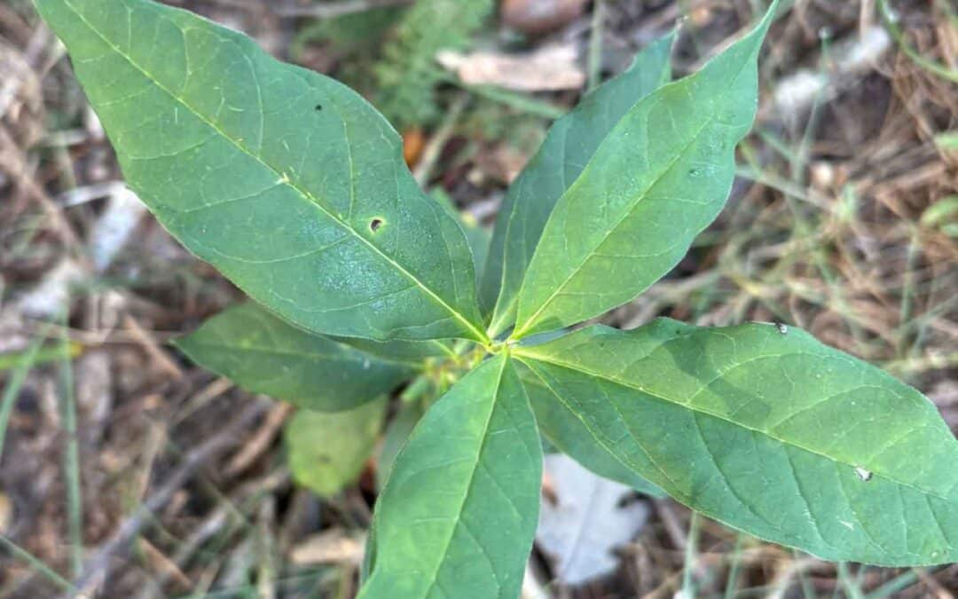 Considerations for Planting Plugs and Other Vegetative Material