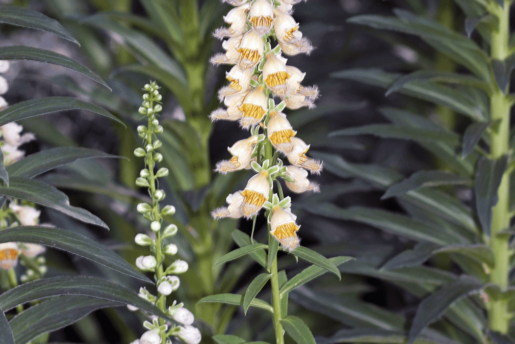 How to Deal With Toxic Weeds: Grecian Foxglove