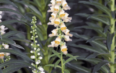 How to Deal With Toxic Weeds: Grecian Foxglove