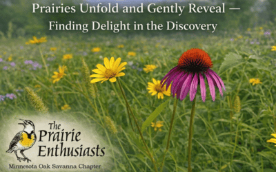 Why Prairies Unfold and Gently Reveal – Finding Delight in the Discovery