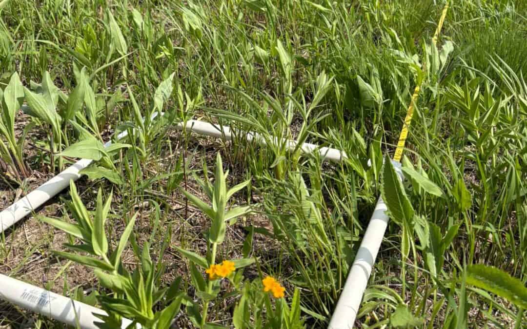 Reason for Optimism: Long-Term Results from Planting Prairie into Live Exotic Cool-Season Grass Sod