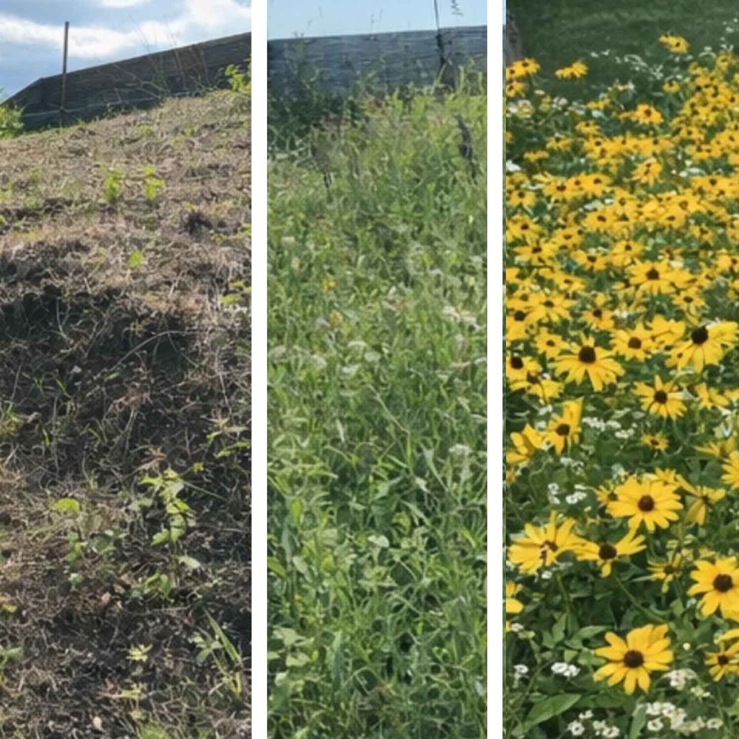 Why Prairie Restorations Look Messy – At First