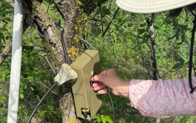 Monitoring Bat Activity Following  Prairie Savanna Restoration