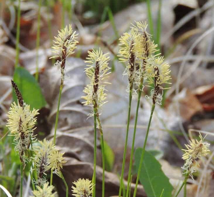 ST CROIX VALLEY Field Trip