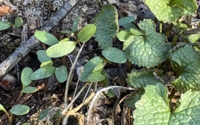 Garlic Mustard Season is Beginning: Tips and Tricks