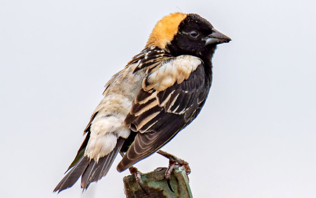 EMPIRE-SAUK: GRASSLAND BIRD WORKSHOP