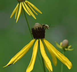 Yellow Coneflowers and Wild Bergamot