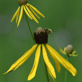 Yellow Coneflowers and Wild Bergamot