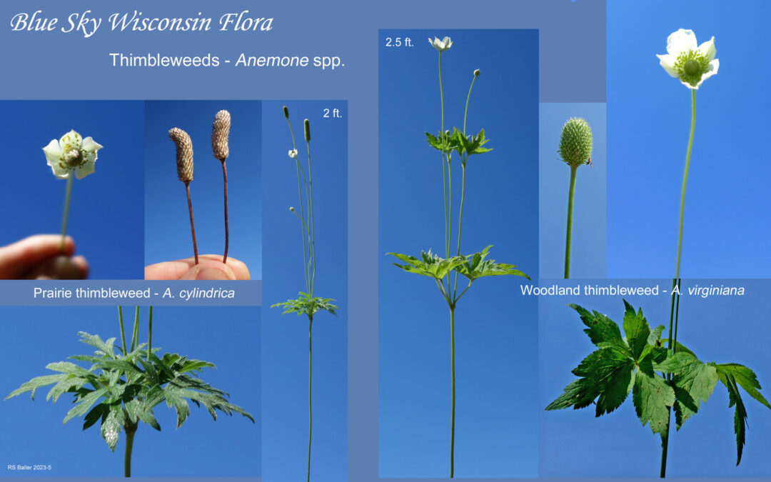 Blue Sky Botany – Thimbleweeds
