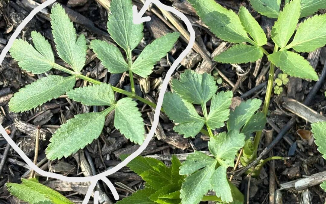 Parsnip Identification: Telling apart golden Alexanders, yellow pimpernel and poison parsnip