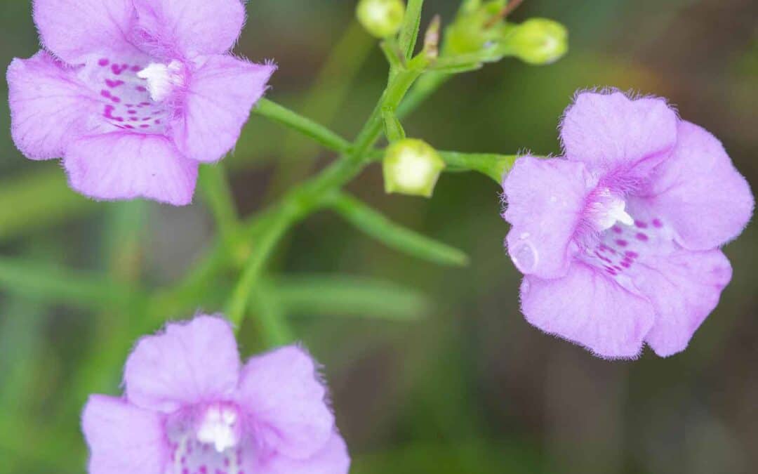 EMPIRE-SAUK: SWENSON BLUFFS PRESERVE FIELD TRIP