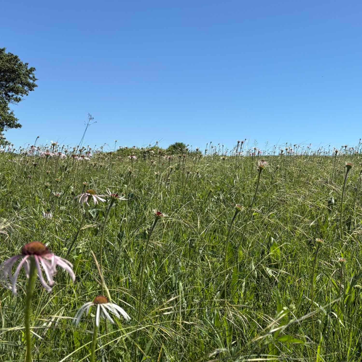 bush_clover_prairie_porcupine_grass_pale_purple_coneflower_dan_carter_web_square