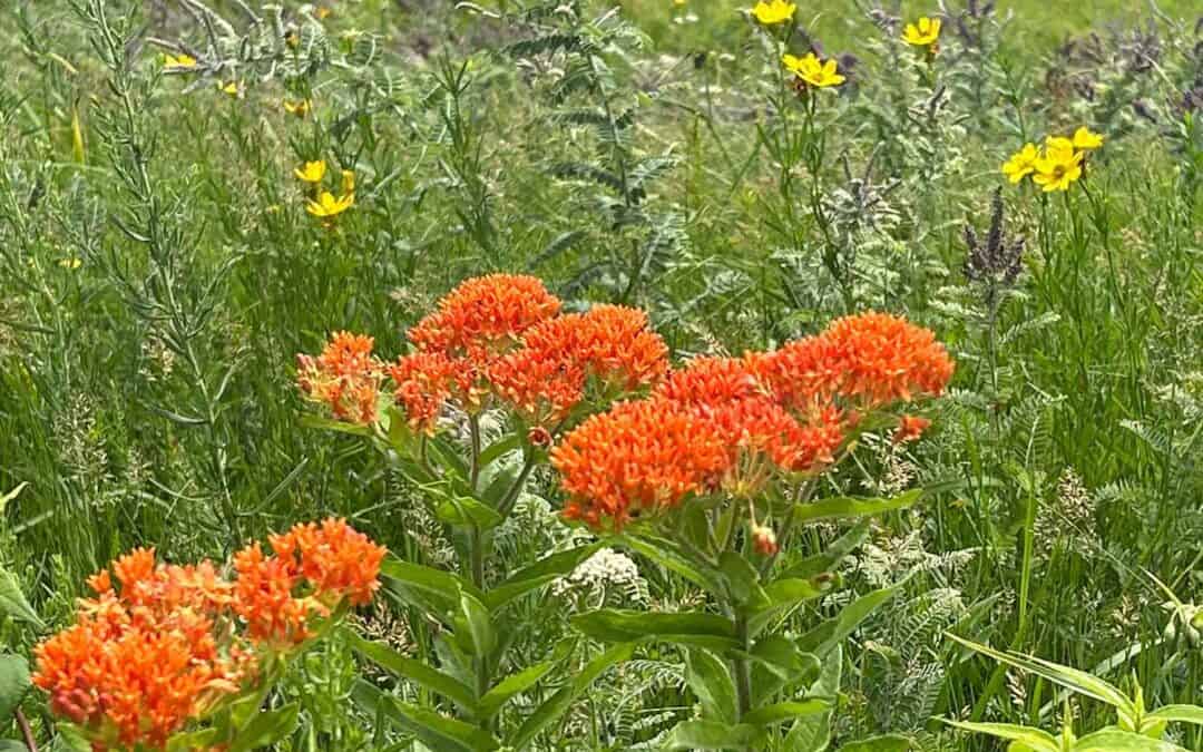 SOUTHWEST WISCONSIN: ELDRED PRAIRIE ASPEN CLONE REMOVAL