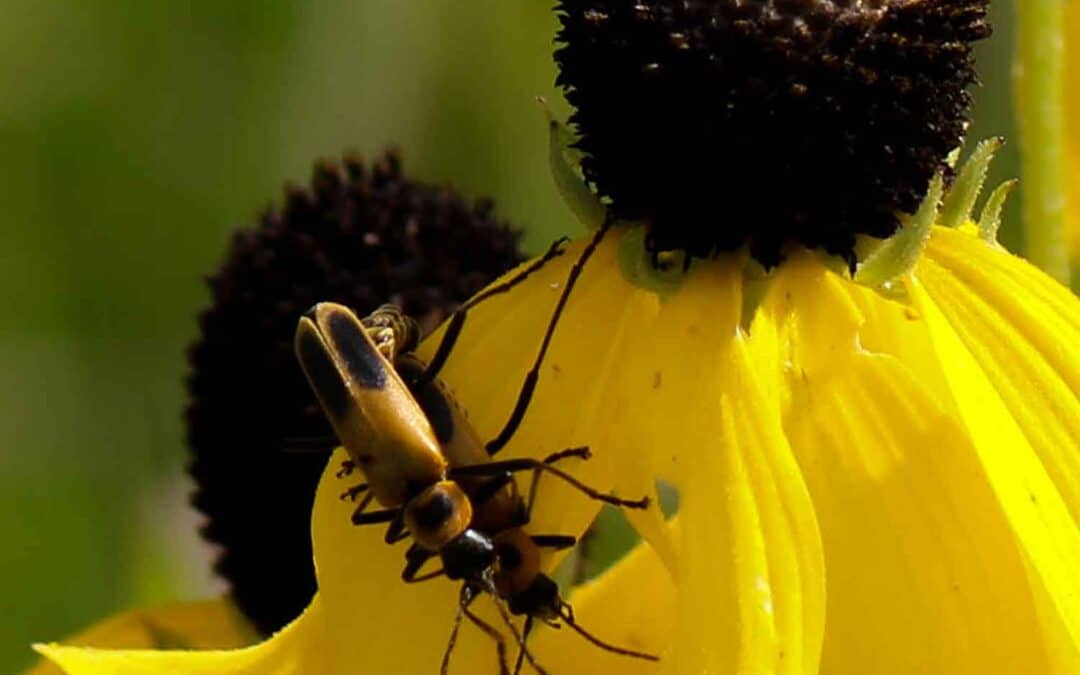 COULEE REGION: BUFFALO COUNTY HIKE ON PRIVATE LAND