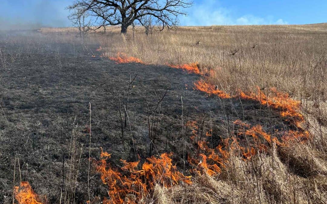 PRAIRIE SANDS: INTRODUCTION TO PRESCRIBED FIRE PRESENTATION