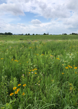 COULEE REGION: NATURE JOURNALING AT HOLLAND SAND PRAIRIE