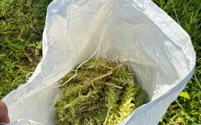 Making the Most of Hard to Get Seeds