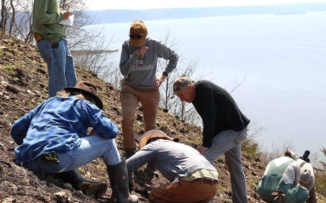 COULEE REGION AND FRIENDS OF THE BLUFFLANDS: WORK PARTY AT BROWNSVILLE BLUFF